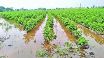 Over 60 per cent of Indian marginal farmers affected in last 5 years due to extreme weather events