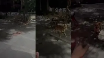 'Local Hain Bhai...!' Youths adopt 'smart trick' to avert attack by stray dogs while driving, watch