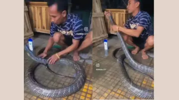 Huge King Cobra enjoys 'cool' shampoo scrub before bath, netizens compare with their exes; watch