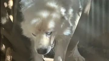 John Wick of dogs: Pet dog fights 13 coyotes attacking its owner’s sheep, kills them all