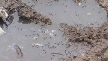 Dengue cases double in Odisha amid Monsoon surge compared to last year