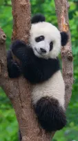 Pandas Are The Most Adorable Animals On Earth, Watch These Videos As Proof
