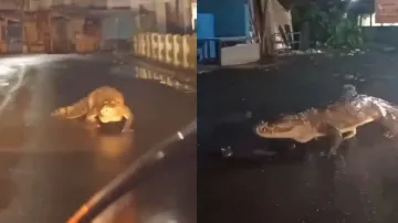 Crocodile spotted crawling on road after heavy rainfall lashes Ratnagiri in Maharashtra, video storm