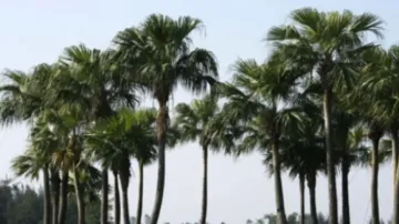 No felling of Palm trees without permission in Odisha: Forest department