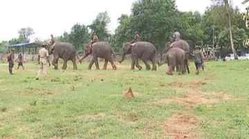 Disowned by herd, owned by forest dept: The Kumki elephants of Odisha  