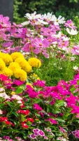 Brighten Your Monsoon Garden with These Beautiful Flowers