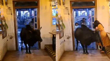 Terrifying encounter: Bull charges woman at cafe entrance; shocking video goes viral