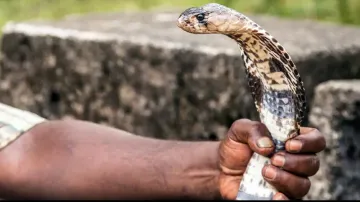 Revenge! Man bites back snake three times after getting bitten; the reason is SHOCKING