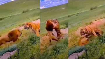 Lion vs Tiger: Majestic big cats of different species engage in a fierce battle! Watch rare video