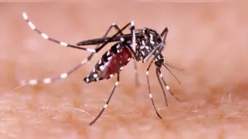 Dengue can seriously affect your brain, nervous system: Doctors
