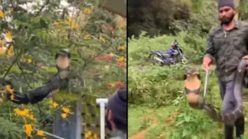 Huge King Cobra rescued from tree, its size leaves people spellbound; watch