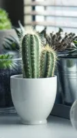 8 Adorable Cactus Plants That Will Make Great Interior Addition To Your Home