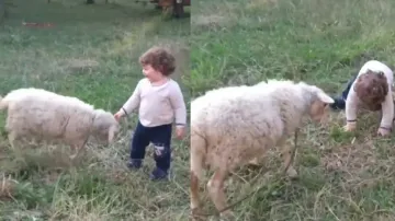 Pure souls! Sheep gently headbutting cute little girl & their playful activities will make your day