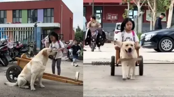 Dog turns driver for cute little girl! Watch how the canine safely drives its human friend home