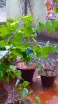 7 Plant Care Tips For Rainy Season Every Garden Lover Must Know About