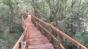 Mangrove skywalk at Bhitarkanika National Park