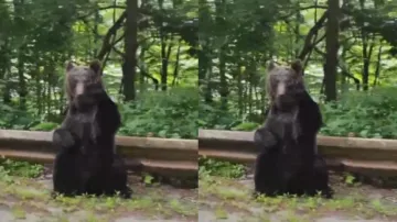 ‘Friendly’ bear stands on 2 legs, thanks car driver for giving it way to cross road; watch