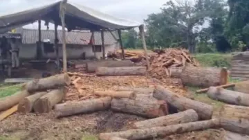 Drones help arrest of 6 timber mafias in Keonjhar; logs worth over Rs 50 lakh seized 