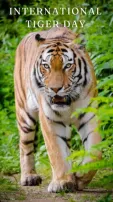 On International Tiger Day 2024, 5 Must-Visit Tiger Reserves In India For Wildlife Enthusiasts