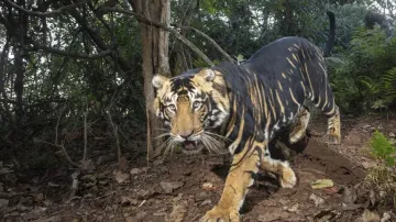 Melanistic tiger safari at Similipal 