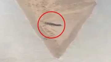 Crocodile spotted in Cuttack