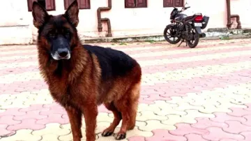 Odisha Police K9 dog Storm leaves for Kerala to help rescue operation