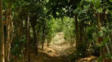 Bhubaneswar adopts Japan's 'Miyawaki' plantation technique to create urban forests