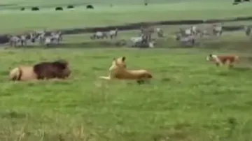 Fearless stray dog attacks lion pair, gives a tough fight; watch