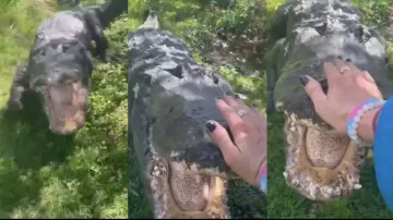 Normal day in Florida! Woman calms down alligator by patting on head as it suddenly attacks; watch