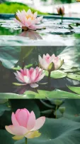 5 Edible Parts of Lotus & Their Health Benefits