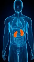5 Essential Habits To Keep Your Kidneys Healthy