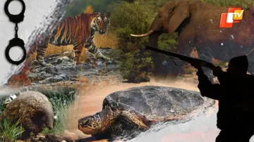 Illegal Wildlife trade in Odisha: A sneak peek into STF’s track record of crackdown and conviction