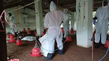 Bird flu: Culling Ops continue in Pipili