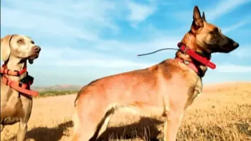 Sniffer dogs to guard Odisha forests, assist in tracking bait-bombs