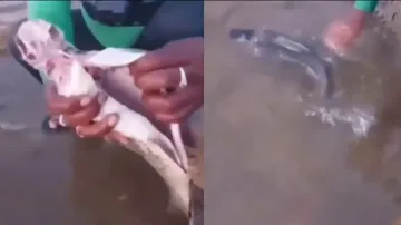 'Ghostly fish' without internal organs swims back into water! Watch