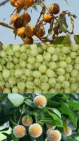 7 Wild Edible Fruits Used By Tribal Communities Of Odisha & Their Many Medicinal Properties