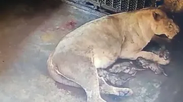 Nandankanan lioness 'Bijli'