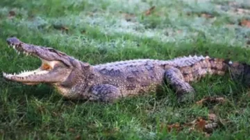 Census reveals fall in crocodile population in Satkosia, raises concern
