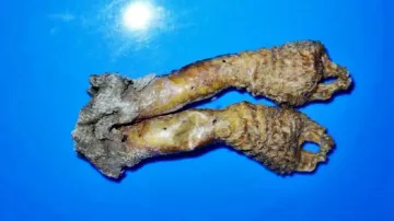 Wildlife products, pangolin scale rings seized from a shop in Bhubaneswar