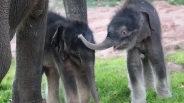 Rare twin elephants born in Myanmar