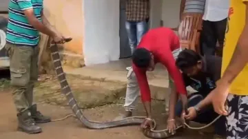 11-ft long King Cobra snake rescued from house in Odisha's Mayurbhanj