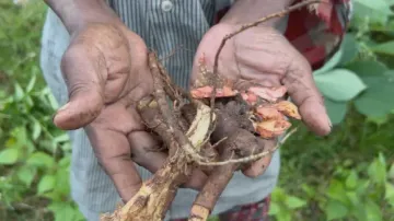 Plant root mixed with the liquor 