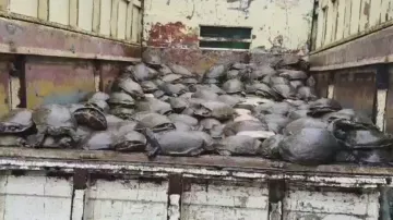 500 live turtles rescued in Odisha 