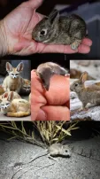 8 Tiny Yet Cute Animals Around The World You Must Know About