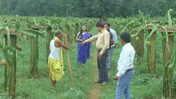 Dragon fruit cultivation weans Kandhamal farmers away from forced bondage labour, ganja farming