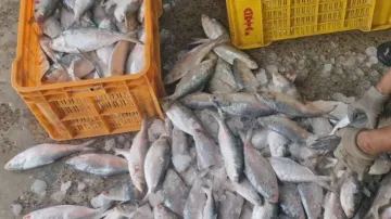 Abundant Hilsa fish catch
