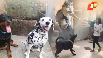 Pet Crematorium likely in Odisha