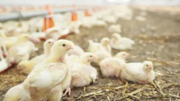 Poultry Farming