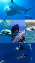 Top 7 Fascinating Ocean Documentaries To Watch On OTTs