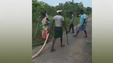 Inhumane! 15ft python dragged, bludgeoned to death by villagers in Odisha village